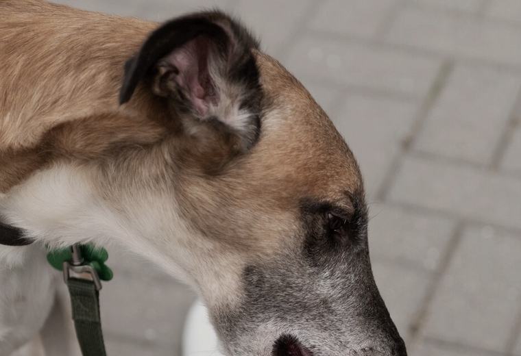 Dog Bite Injuries